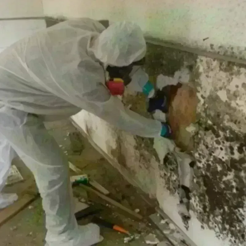 Mold Remediation and Removal in Canton, NC